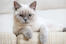 Britse korthaar colourpoint kat leunend over een bank arm