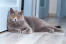 Britse korthaar kat liggend op een keukenvloer