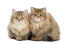 Twee britse longhait kittens zitten naast elkaar