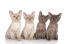 Een groep van GorGeoons burmese kittens