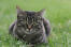 Een tabby manx kat liggend in het gras