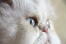 Een mooie camee kat met blauwe ogen en een roze knop neus