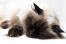 Een slaperige himalayan persian kat
