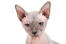 Een sphynx kat met grote oren