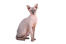 De eerste sphynx kat heette prune