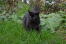 Een zwarte tiffanie kat patrouilleert in de tuin