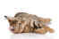 Een toyger is een huiskat die ontworpen is om op een tijger te lijken