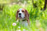 Een mooie kleine beagle, die zijn kop uit het lange gras steekt