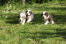 Drie prachtige, kleine bearded collie puppies, die rondrennen op het gras