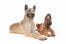 Een jonge en volwassen belgische herdershond (laekenois) liggen naast elkaar