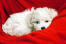 Een prachtige, kleine bichon frise puppy opgekruld in een deken
