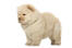 Een mooie kleine chow chow puppy met een dikke lichtbruine vacht