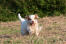 Een mooie clumber spaniel genietend van wat beweging buiten