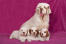 Een moeder clumber spaniel met haar drie prachtige pups