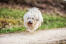 Een springende coton de tulear tijdens een wandeling