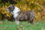 Een mooie vrouwelijke engelse bulldog pronkend met haar prachtige, rimpelige vacht