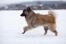 Een gezonde volwassen eurasier buigt over de Snow