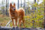 Een finse keeshond die hoog op een omgevallen boom staat