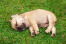 Een ongelooflijke kleine franse bulldog pup slapend op het gras