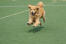 Een prachtige volwassen Golden retriever rent op volle snelheid