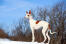 Een mooie ibizaanse jachthond uit in de Snow