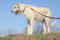 Een grote, grote ierse wolfshond met een prachtige, witte, draadachtige vacht