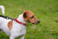 Een gezonde, jonge volwassen jack russell terrier met een mooie, zachte, korte vacht