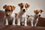 Drie mooie, kleine jack russell terriers die netjes bij elkaar zitten