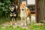 Twee gezonde volwassen japanse shiba inus die samen rechtop staan