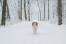 Een gezond volwassen kooikerhondje dat wat beweging krijgt in de Snow