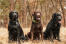 Drie lieve, volwassen labrador retrievers die geduldig bij elkaar zitten