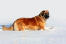 Een prachtige, volwassen leonberger genietend van wat beweging in de Snow