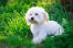 Een prachtige, kleine maltezer puppy met een zachte witte vacht en bruine baard