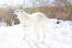 Een prachtige maremma herdershond uit in de Snow