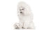 Een prachtige volwassen dwergpoedel met zijn mooie, kleine witte pup