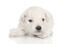 Een prachtige kleine dwergpoedel puppy met een mooie, dikke witte vacht