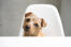 Een mooie, kleine norfolk terrier puppy met een korte, pezige vacht en flaporen