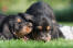 Twee prachtige kleine otterhound puppies spelen op het gras