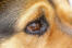 Een close up van het prachtige oog van een rottweiler