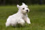 Een prachtige kleine sealyham terrier puppy die over het gras huppelt