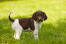 Een mooie kleine bruine en witte munsterlander puppy