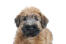 Het mooie gezichtje en de flaporen van een zachtharige wheaten terrier puppy
