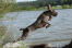 Een gezonde volwassen spinone italiano die in het water spartelt