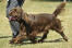 De prachtig zachte chocoladebruine vacht van een sussex spaniel