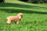 Een ongelooflijk kleine speelGoedpoedel puppy die hoog in het gras staat