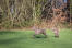 Twee schattige volwassen weimaraners spelen samen op het gras