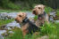 Twee prachtige welsh terriers zitten netjes, geduldig te wachten op een commando