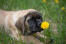 Mastiff-puppy-met-bloem