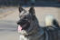 Norwegian-elkhound-happy