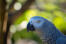 Een close up van de grote, mooie ogen van een afrikaans grijze papegaai